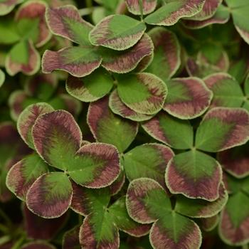 Trifolium 4 Luck Cocomint - View 13 from www redcrocus com