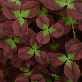 Trifolium 4 Luck Cocomint - View 16 from www redcrocus com