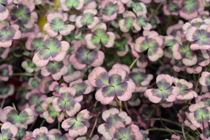 Trifolium 4 Luck Cocomint - View 1 from www redcrocus com