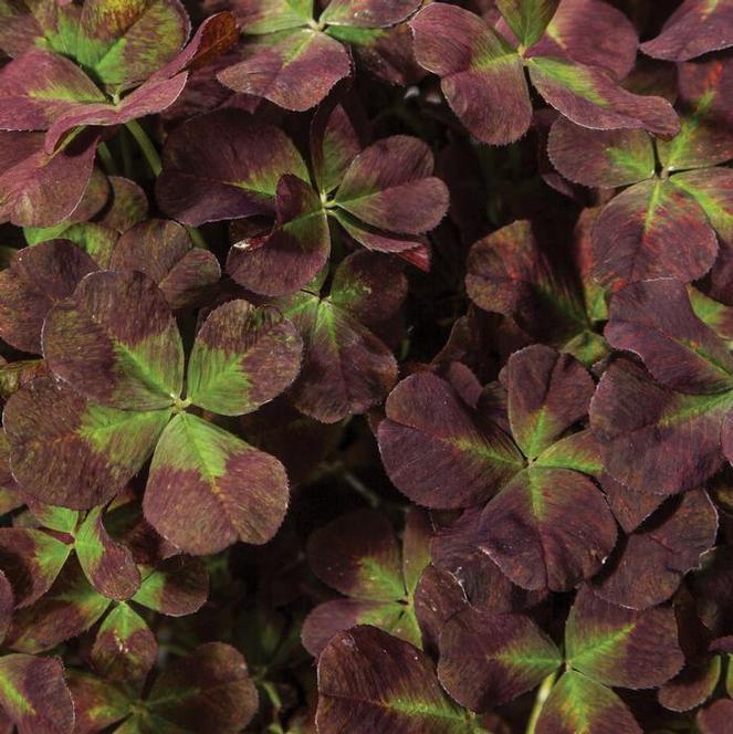 Trifolium 4 Luck Cocomint - View 2 from www redcrocus com