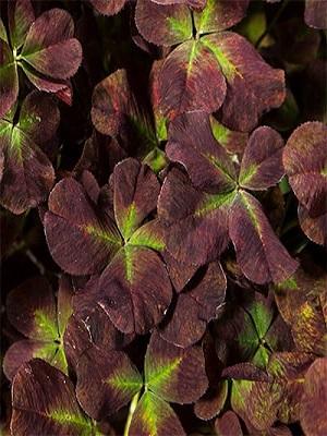 Trifolium 4 Luck Cocomint - View 3 from www redcrocus com
