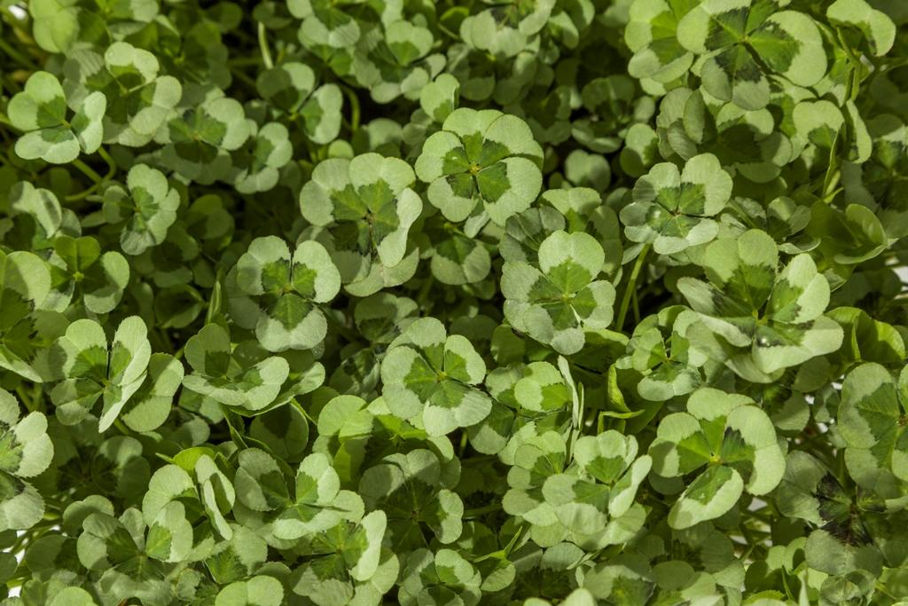 Trifolium 4 Luck Cocomint - View 5 from www redcrocus com