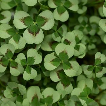 Trifolium 4 Luck Cocomint - View 6 from www redcrocus com