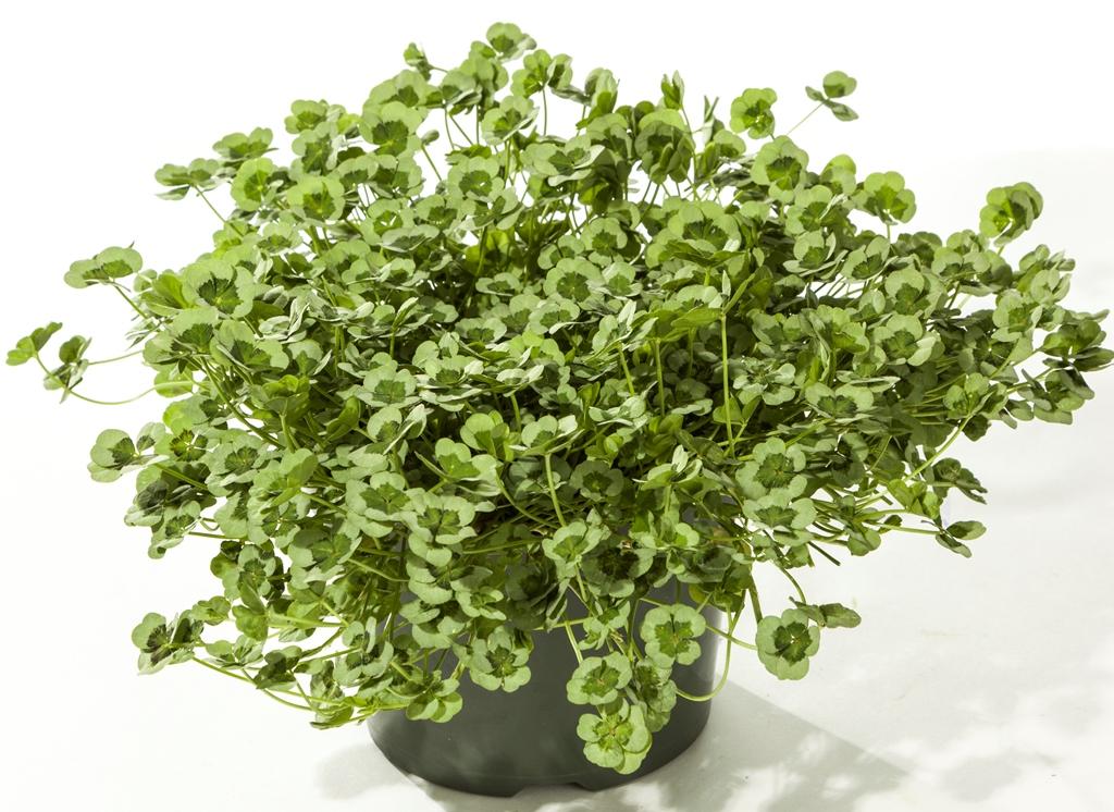 Trifolium 4 Luck Cocomint - View 8 from www redcrocus com