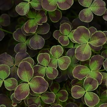 Trifolium 4 Luck Cocomint - View 9 from www redcrocus com