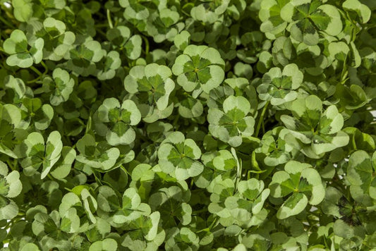 Trifolium 4 Luck Red Stripe - View 10 from www redcrocus com