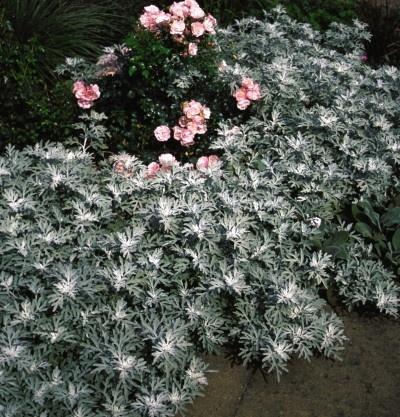 Artemisia Stelleriana 'silver Brocade' - View 10 from www redcrocus com