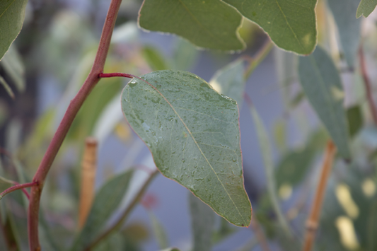 Eucalyptus 'murray' - View 1 from www redcrocus com