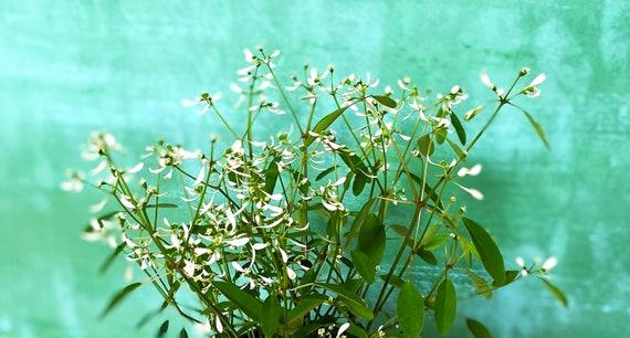 Euphorbia 'glitz' - View 18 from www redcrocus com