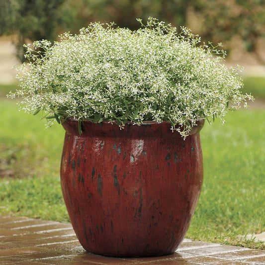 Euphorbia 'glitz' - View 1 from www redcrocus com
