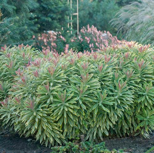 Euphorbia X Martinii 'ascot Rainbow' - View 1 from www redcrocus com