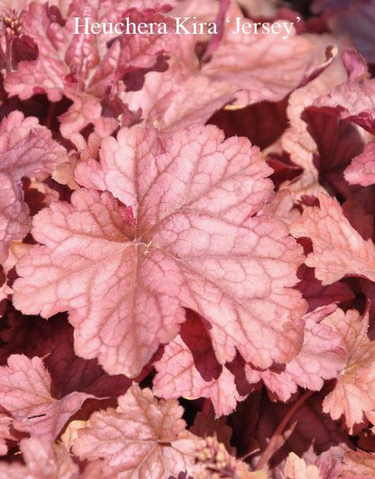 Heuchera X 'kira Jersey' - View 10 from www redcrocus com