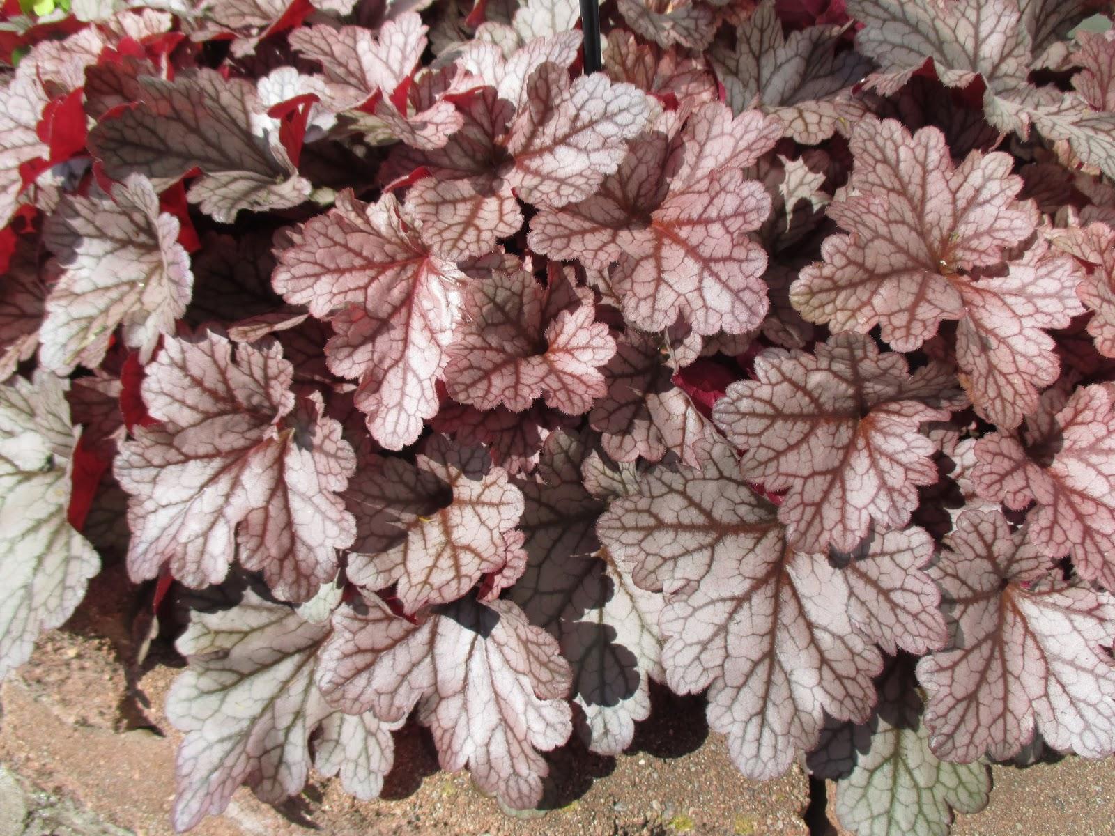 Heuchera X 'kira Jersey' - View 13 from www redcrocus com