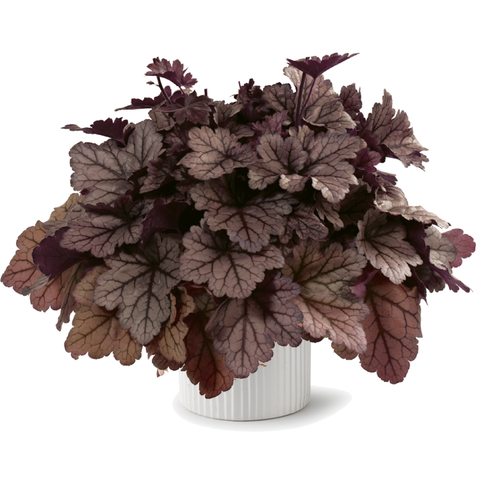 Heuchera X 'kira Jersey' - View 3 from www redcrocus com