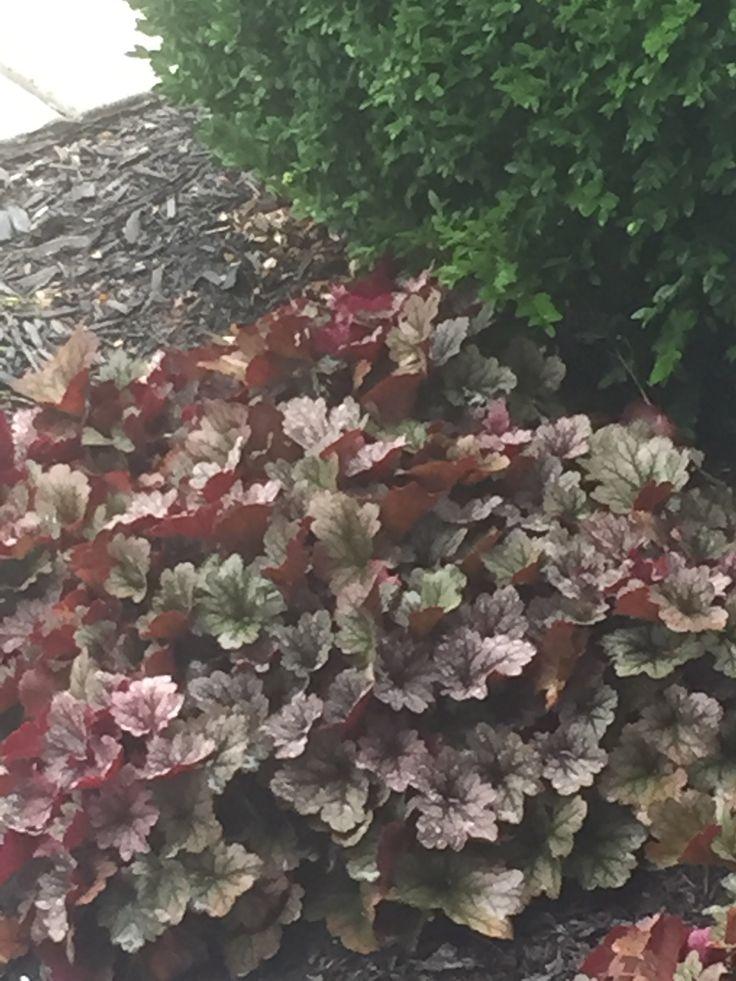 Heuchera X 'kira Jersey' - View 9 from www redcrocus com