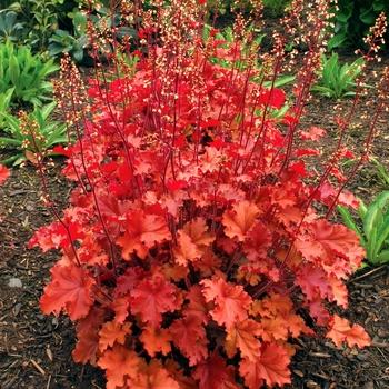 Heuchera X 'kira Purple Rain Forest' - View 7 from www redcrocus com