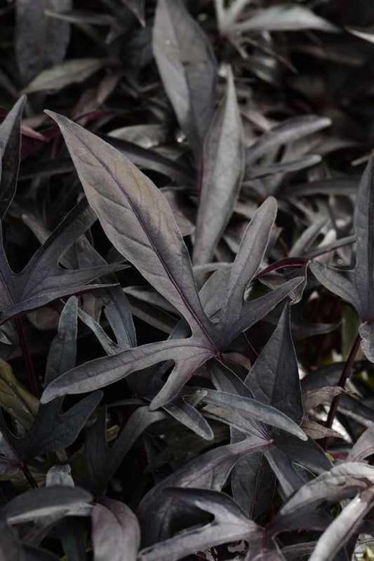 Ipomoea 'spotlight Black' - View 1 from www redcrocus com