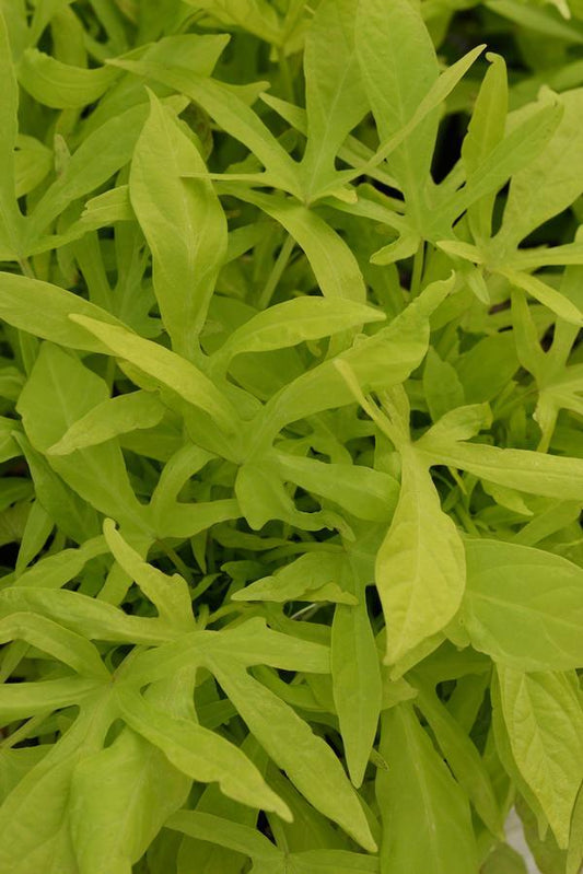 Ipomoea 'spotlight Lime' - View 1 from www redcrocus com