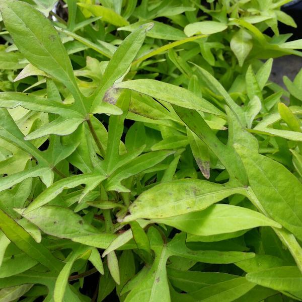 Ipomoea 'spotlight Lime' - View 2 from www redcrocus com