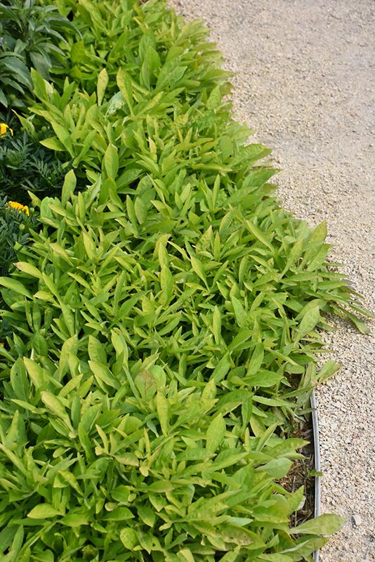 Ipomoea 'spotlight Lime' - View 4 from www redcrocus com