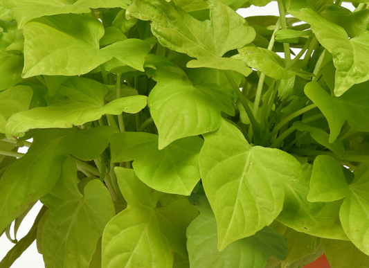 Ipomoea 'spotlight Lime Heart' - View 1 from www redcrocus com