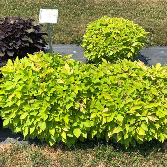 Ipomoea 'spotlight Lime Heart' - View 2 from www redcrocus com