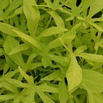 Ipomoea 'spotlight Lime Heart' - View 4 from www redcrocus com