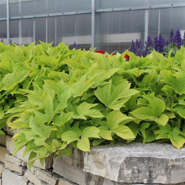 Ipomoea 'spotlight Lime Heart' - View 6 from www redcrocus com