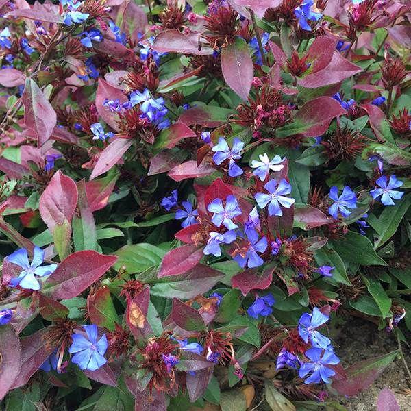 Ceratostigma Plumbaginoides, Hardy Blue Plumbago - View 10 from www redcrocus com