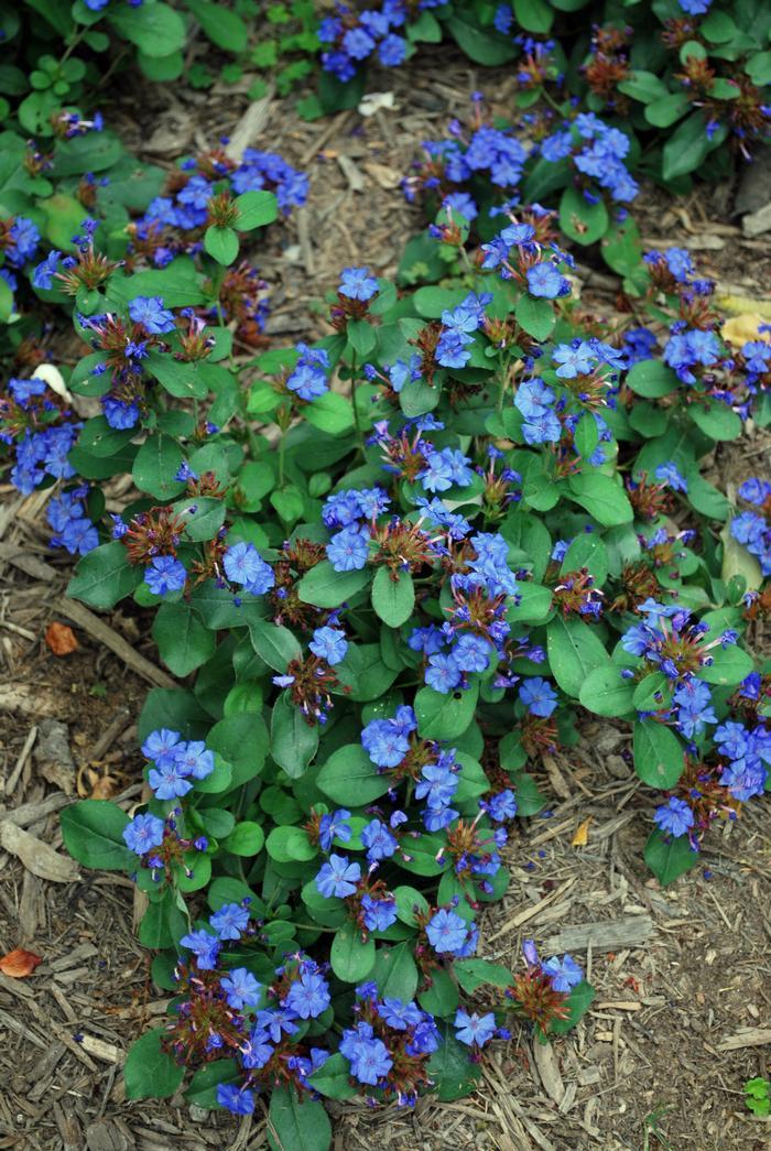 Ceratostigma Plumbaginoides, Hardy Blue Plumbago - View 11 from www redcrocus com