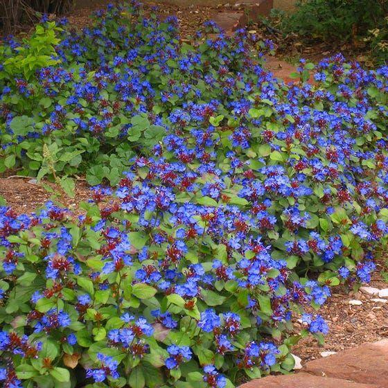 Ceratostigma Plumbaginoides, Hardy Blue Plumbago - View 13 from www redcrocus com