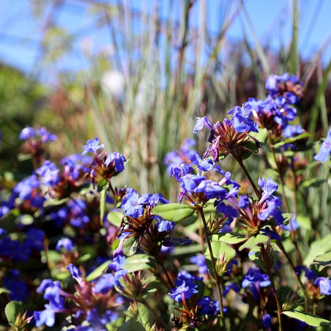 Ceratostigma Plumbaginoides, Hardy Blue Plumbago - View 15 from www redcrocus com