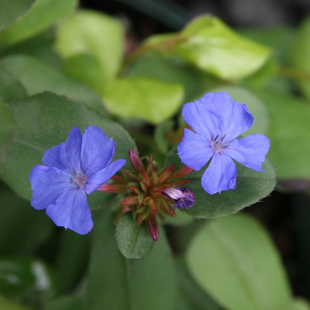 Ceratostigma Plumbaginoides, Hardy Blue Plumbago - View 19 from www redcrocus com