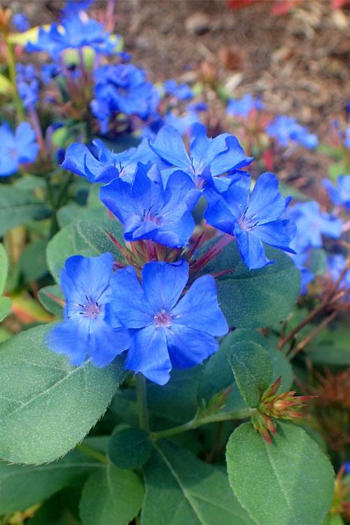 Ceratostigma Plumbaginoides, Hardy Blue Plumbago - View 1 from www redcrocus com