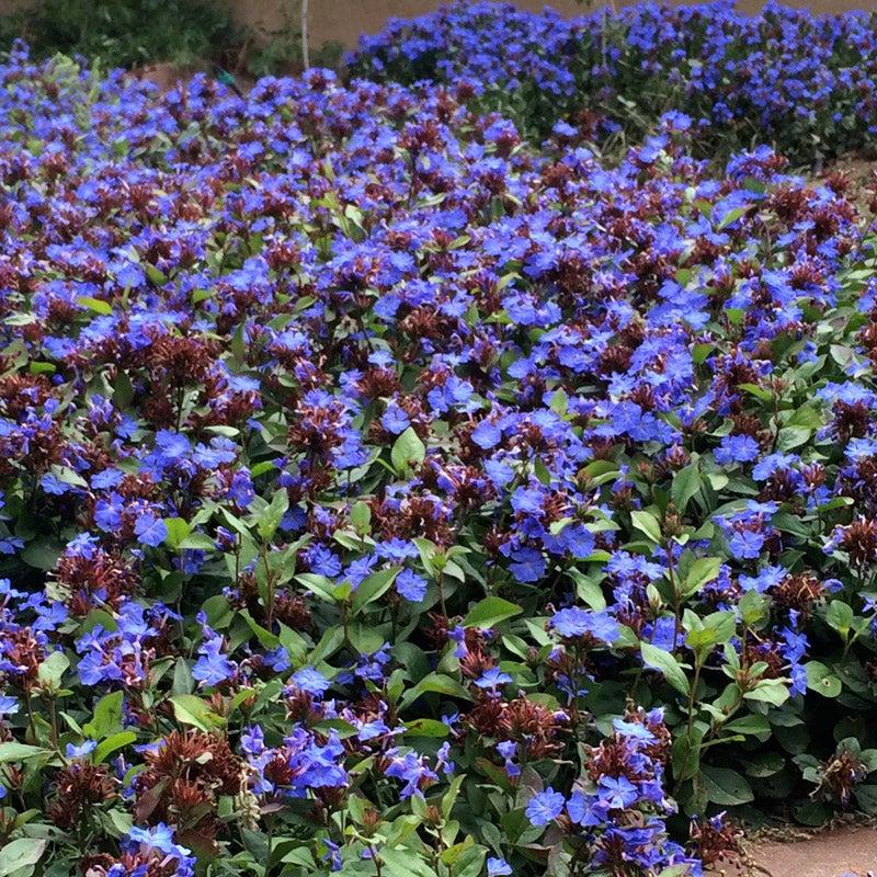 Ceratostigma Plumbaginoides, Hardy Blue Plumbago - View 2 from www redcrocus com