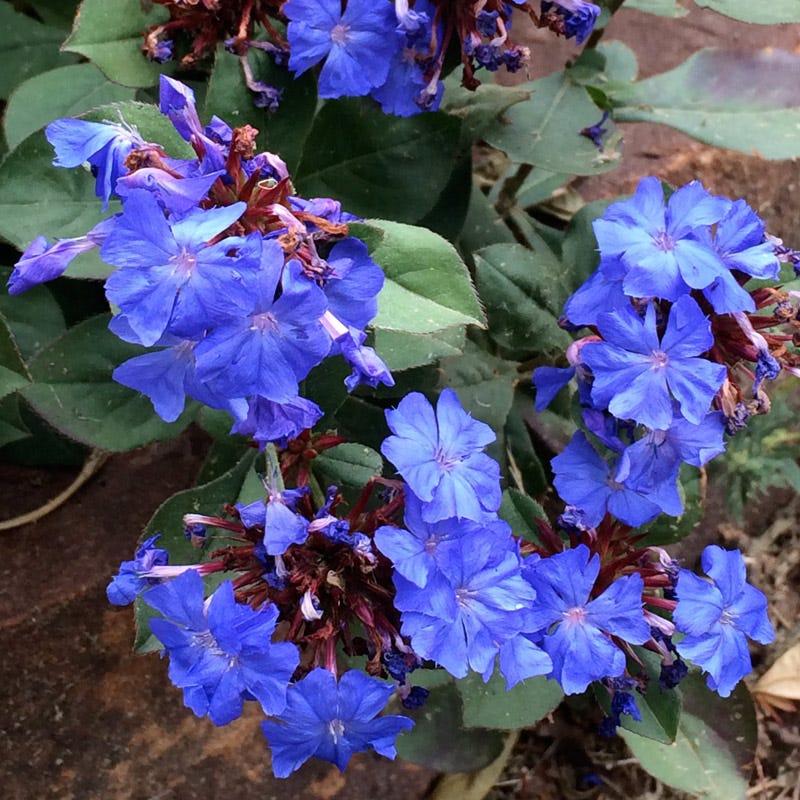 Ceratostigma Plumbaginoides, Hardy Blue Plumbago - View 3 from www redcrocus com