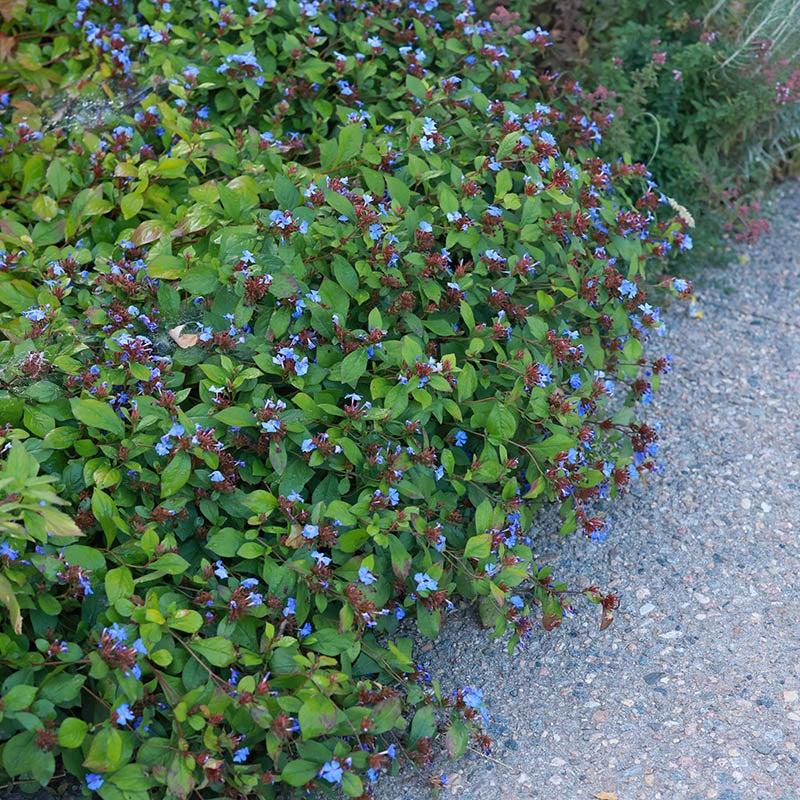 Ceratostigma Plumbaginoides, Hardy Blue Plumbago - View 6 from www redcrocus com