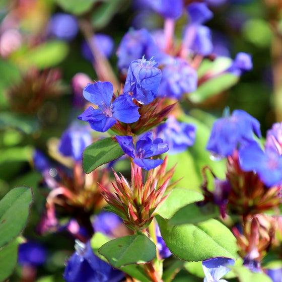Ceratostigma Plumbaginoides, Hardy Blue Plumbago - View 7 from www redcrocus com
