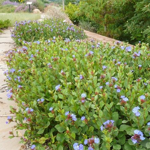 Ceratostigma Plumbaginoides, Hardy Blue Plumbago - View 8 from www redcrocus com