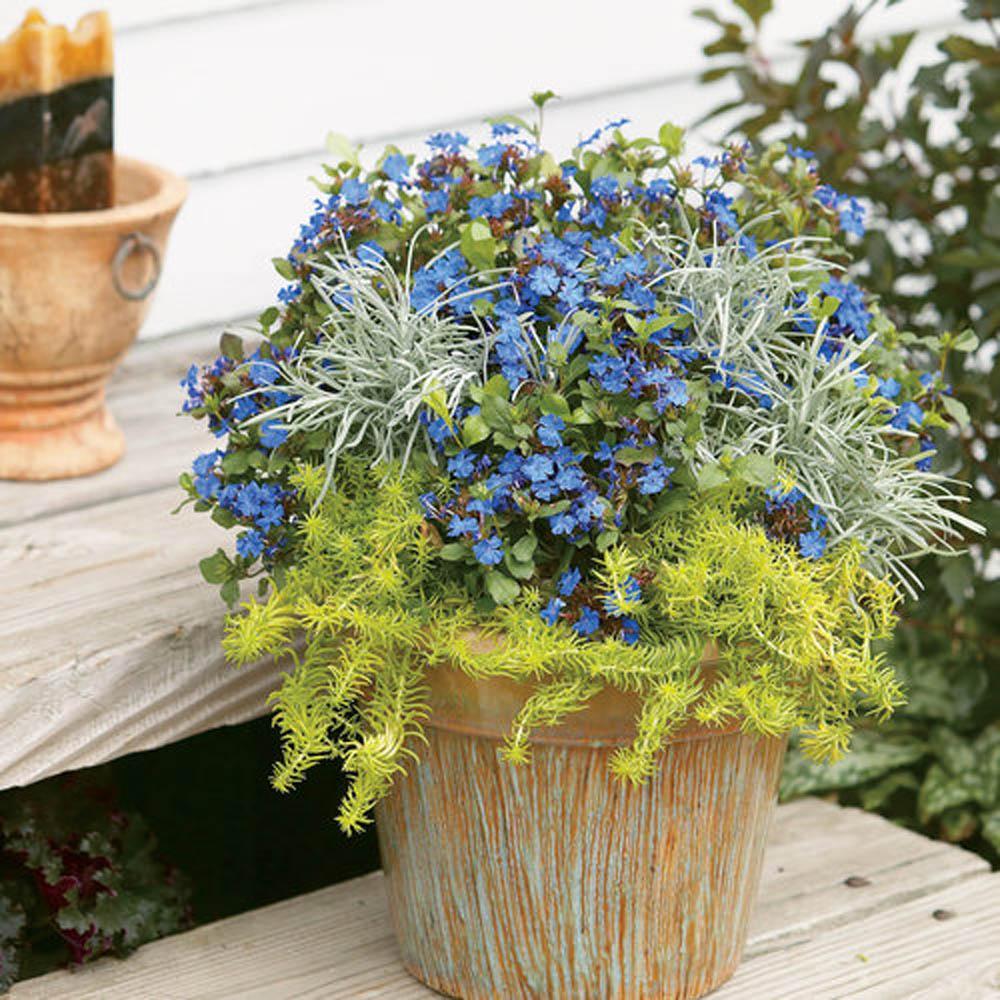 Ceratostigma Plumbaginoides, Hardy Blue Plumbago - View 9 from www redcrocus com