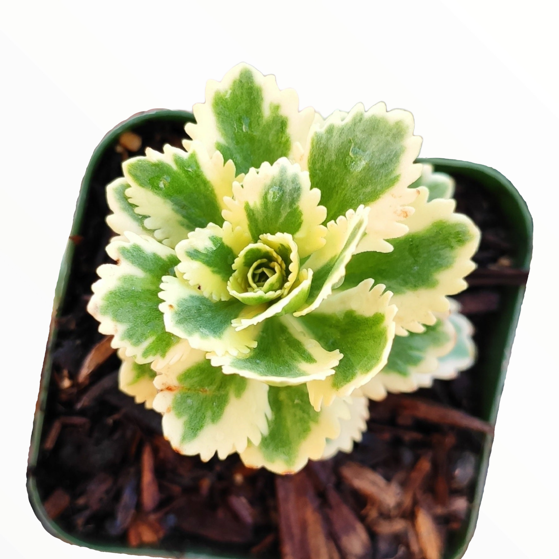 Sedum 'atlantis' - View 11 from www redcrocus com