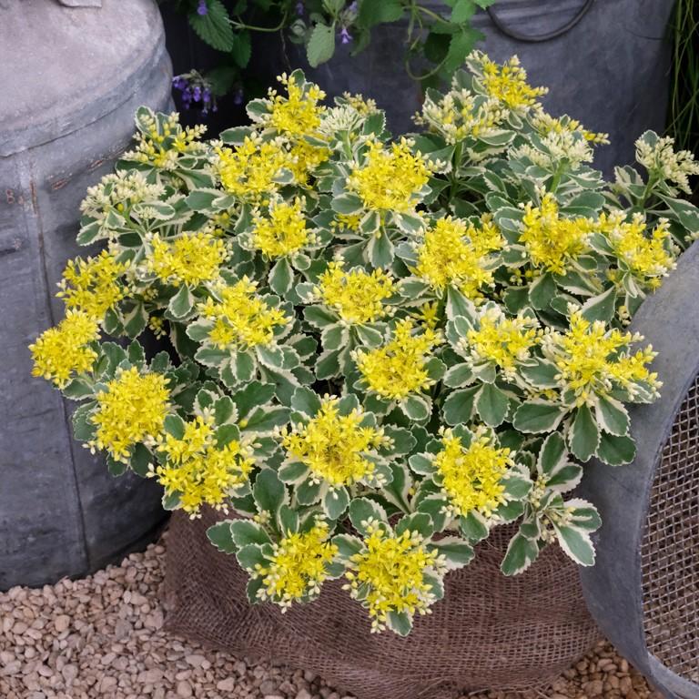 Sedum 'atlantis' - View 13 from www redcrocus com