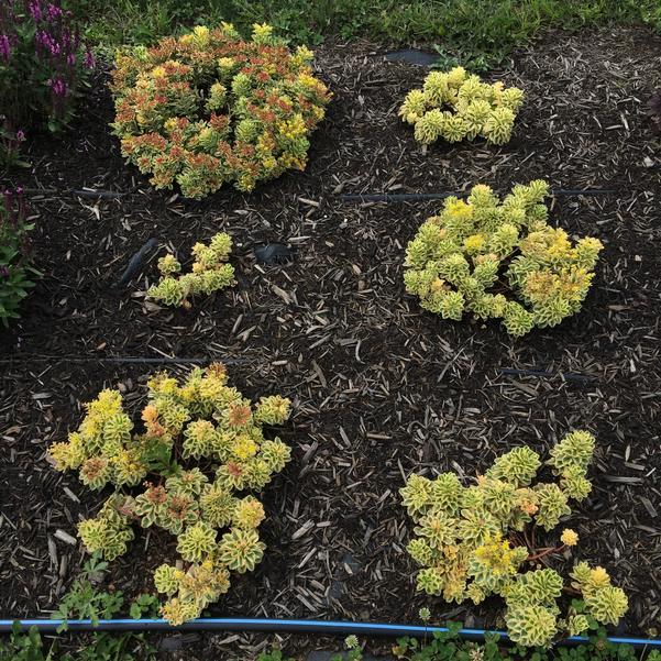 Sedum 'atlantis' - View 15 from www redcrocus com