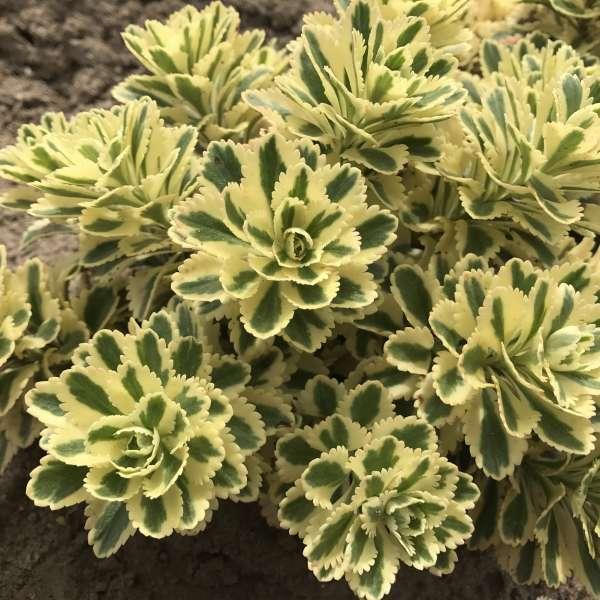 Sedum 'atlantis' - View 16 from www redcrocus com