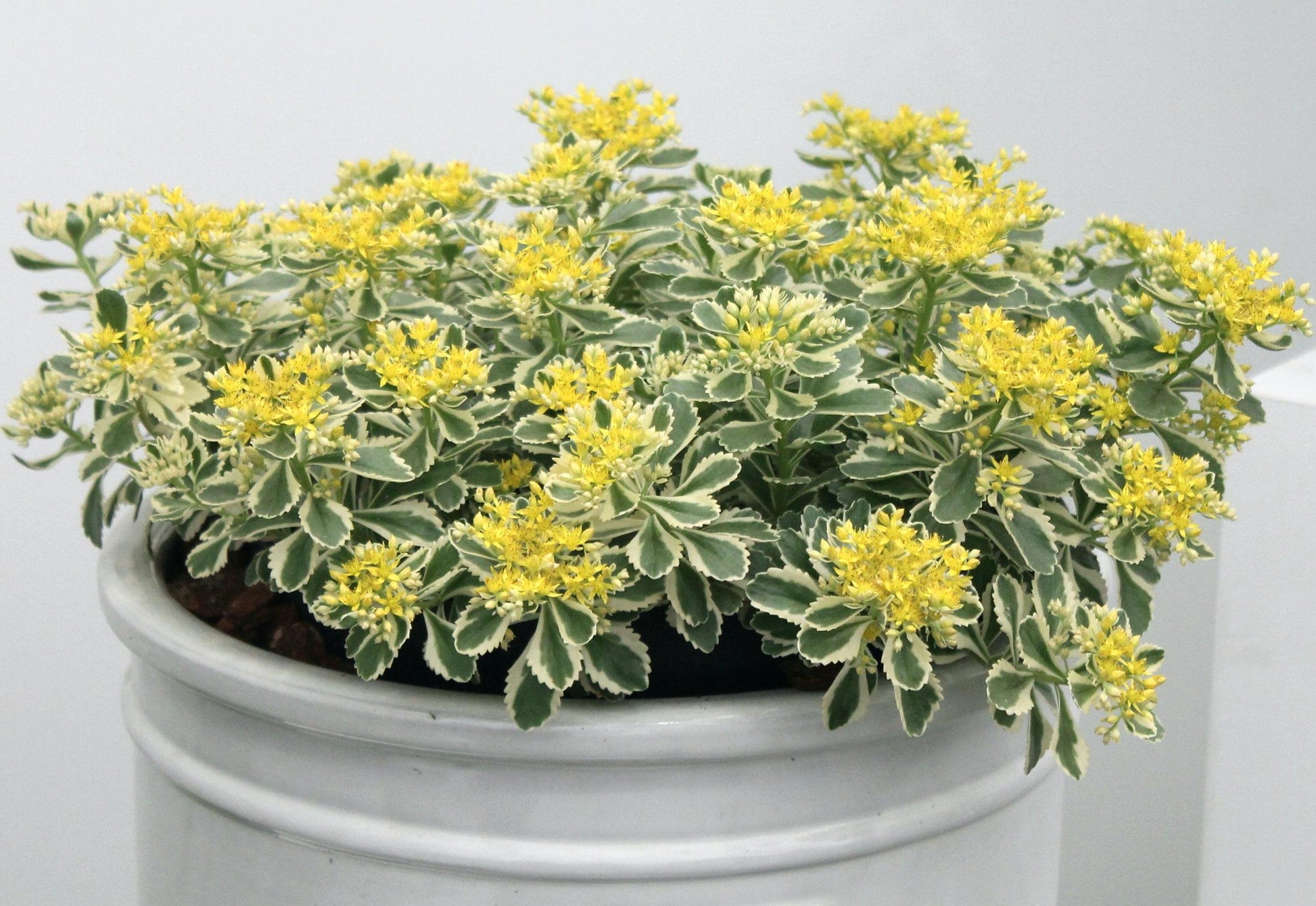 Sedum 'atlantis' - View 21 from www redcrocus com