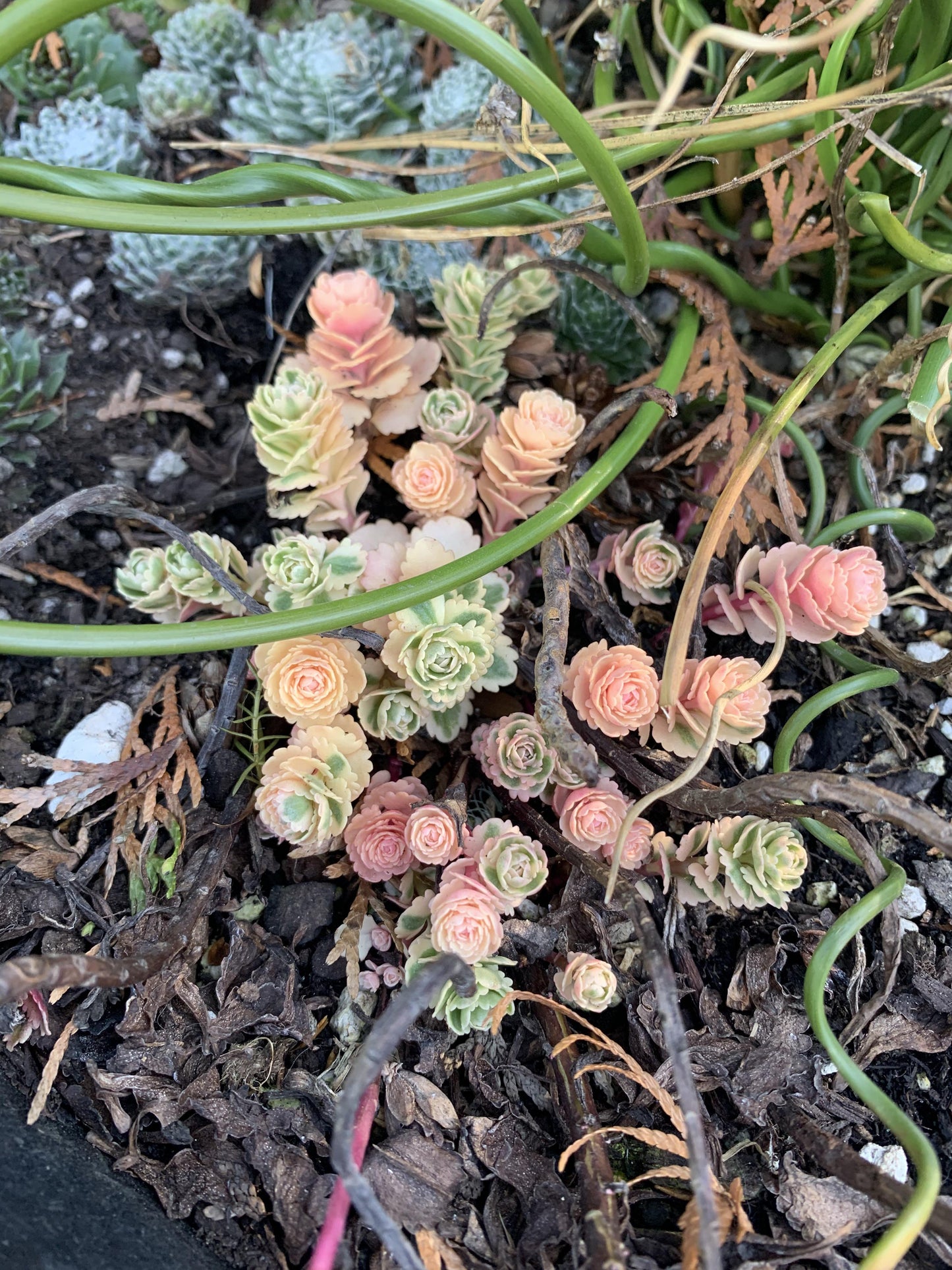Sedum 'atlantis' - View 36 from www redcrocus com