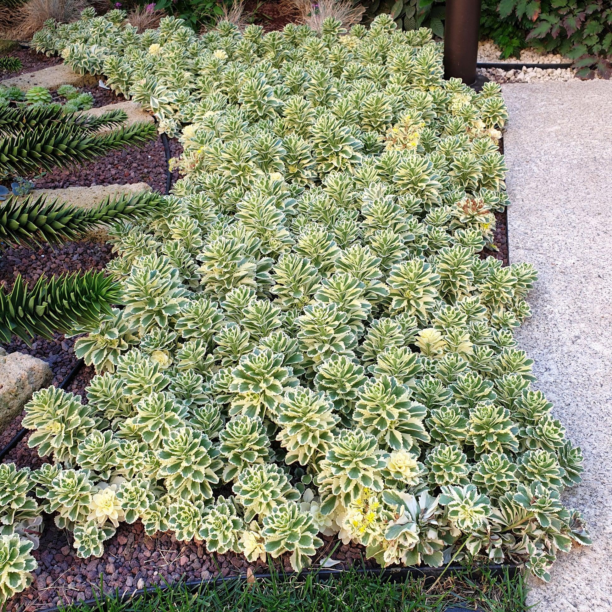 Sedum 'atlantis' - View 37 from www redcrocus com
