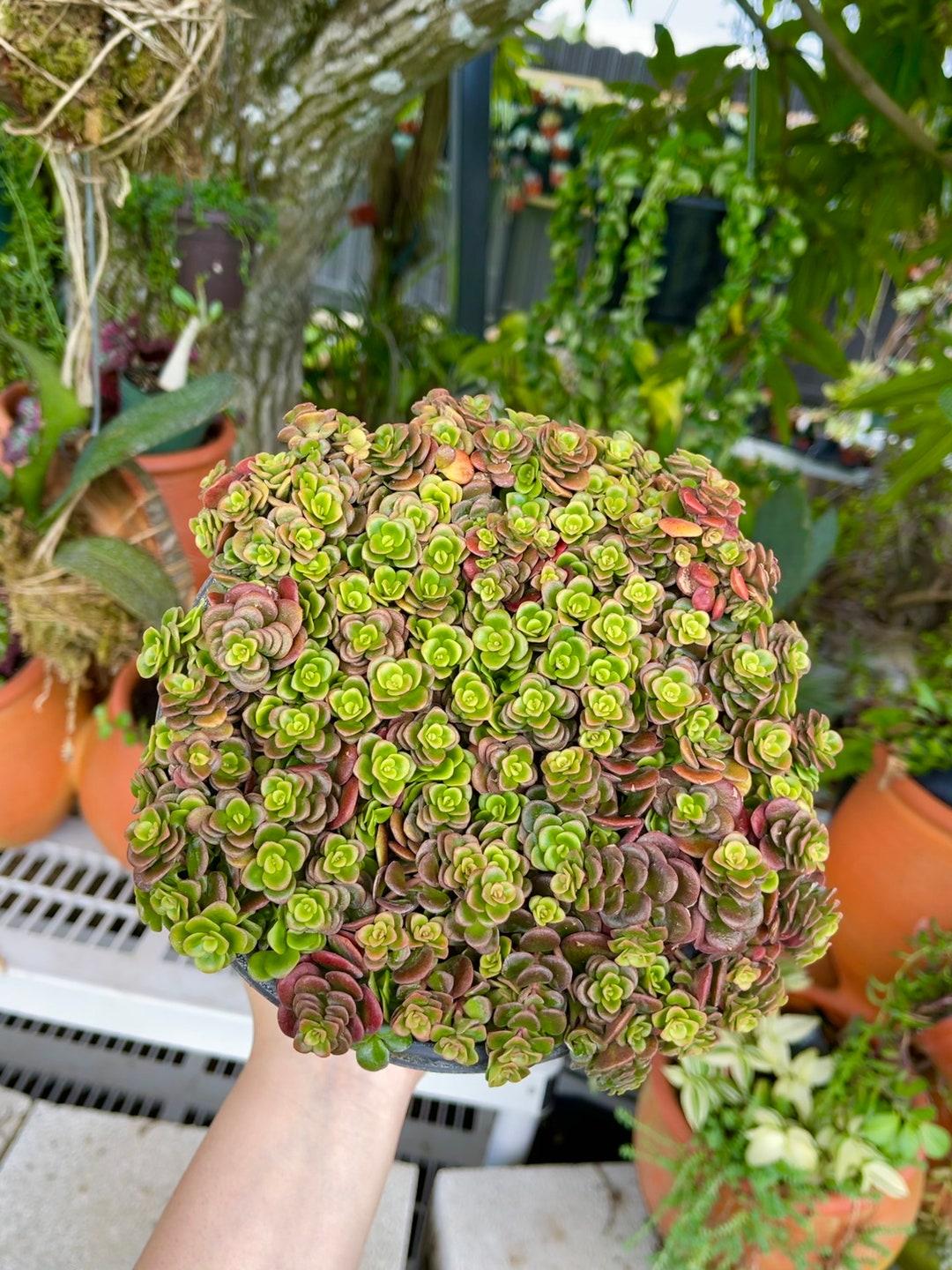 Sedum 'coral Reef' - View 11 from www redcrocus com
