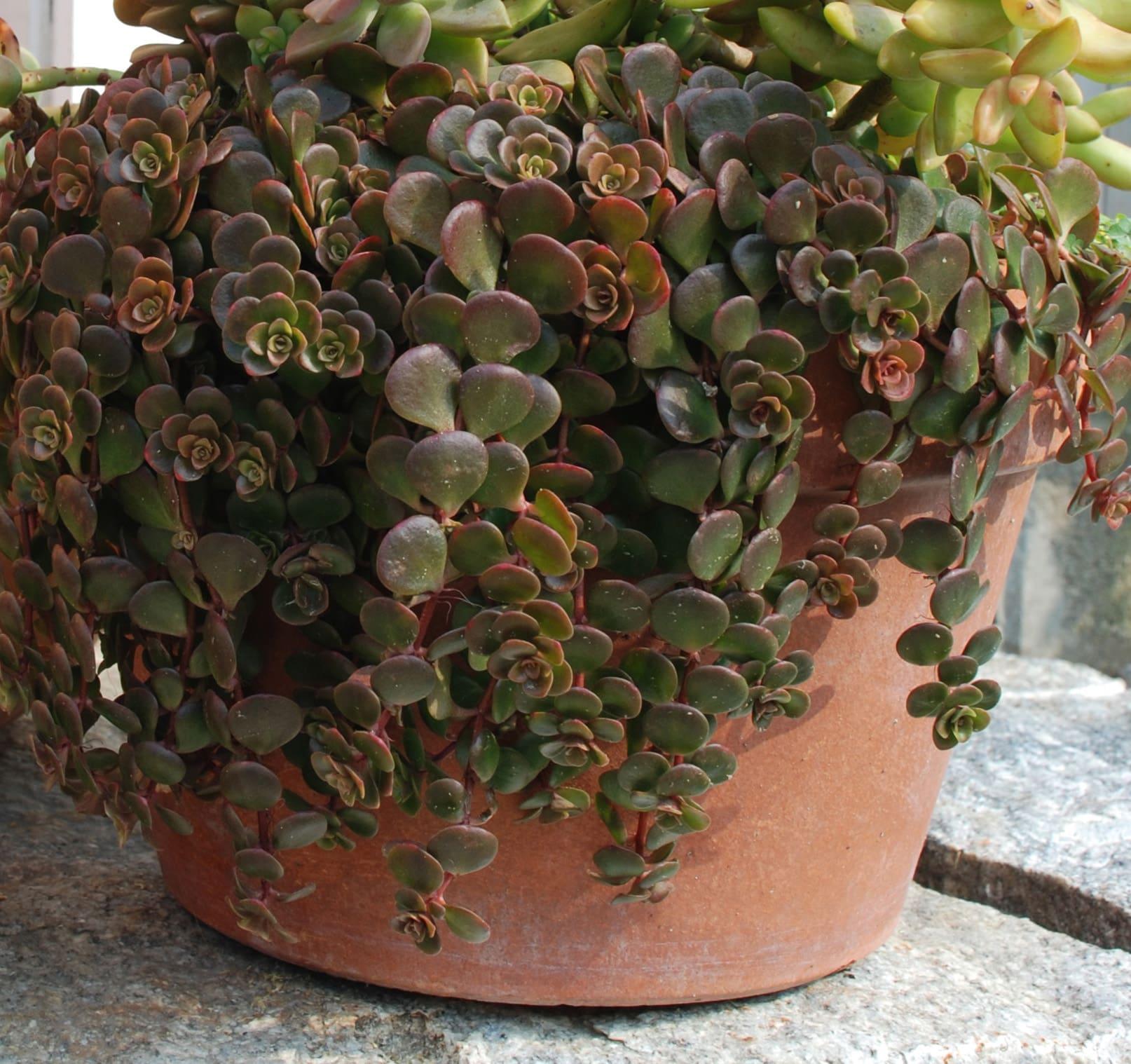 Sedum 'coral Reef' - View 12 from www redcrocus com