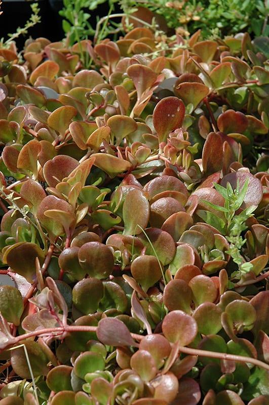 Sedum 'coral Reef' - View 14 from www redcrocus com